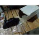M10419 - SPECCHIETTO SPECCHIO RETROVISORE ESTERNO DESTRO RENAULT CLIO DAL 1994