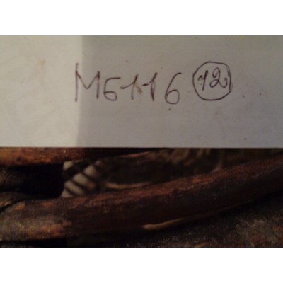 M6116 XX - FORCELLA INGRANAGGIO RETROMARCIA 22G827 INNOCENTI AUSTIN MINI CLASSIC-2